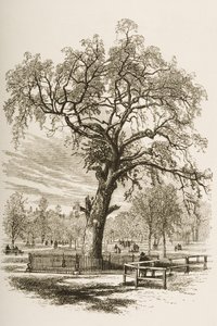 Liberty Tree, Boston Common, from 